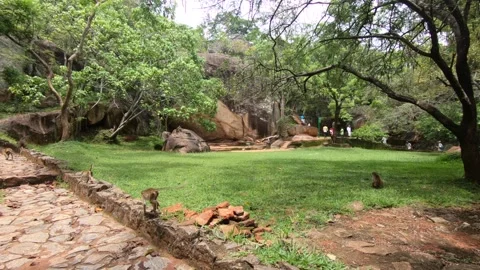 Monkeys at Sigiriya 動画素材 160129884