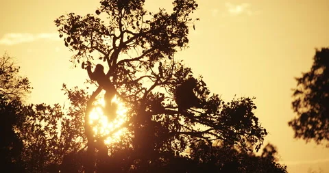 Monkeys silhouetted feeding at sunset Stock Footage 142091748
