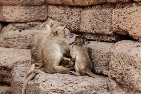 Monkeys sit on building. 스톡 사진