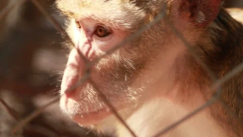 The monkeys sit on the cement floor during the daytime. Live the cage of the  Stock Footage 86567935