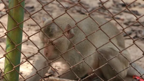 The monkeys sit on the cement floor during the daytime. Live the cage of the  Stock Footage 86568065