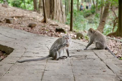 Monkeys sit on the trail.Monkey forest in Bali. Monkey in the Park. Stock Photos