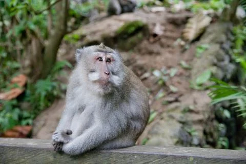 Monkeys sit on the trail.Monkey forest in Bali. Monkey in the Park. Stock Photos