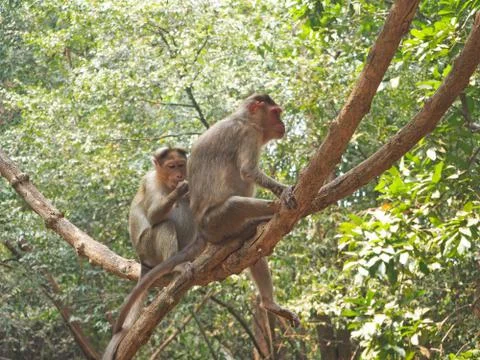 Monkeys sit on a tree and one cleans the other's fur. Caring for each other i Stock Photos