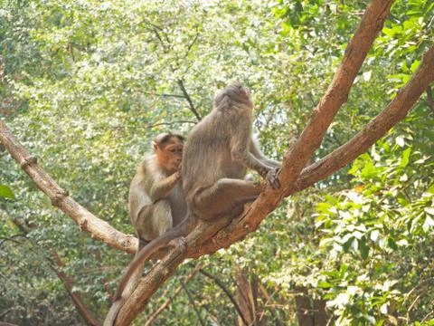 Monkeys sit on a tree and one cleans the other's fur. Caring for each other i Stock Photos