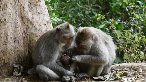 Monkeys sit at tree trunk look for fleas in cub in park Video stock 102101948