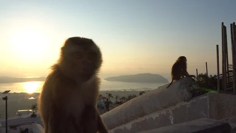 Monkeys sit on the wall and watch the sunrise. It offers views of the sky. 動画素材 106768258