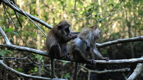 Monkeys siting on a tree in the jungle and grooming eachother Stock Footage 233378823