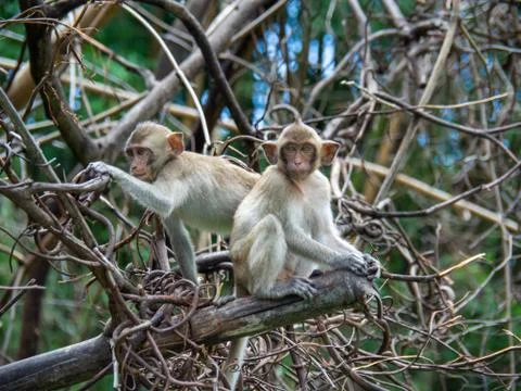 Monkeys sits on the tree Stock Photos