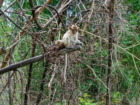 Monkeys sits on the tree Stock Photos