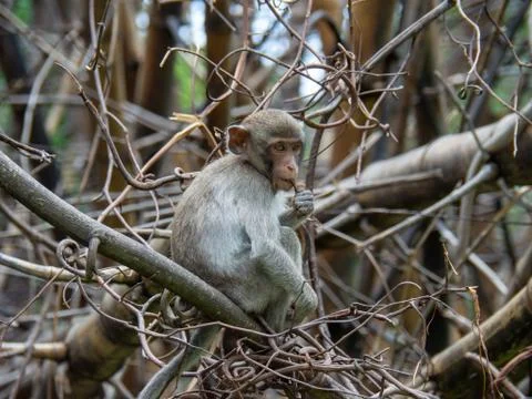 Monkeys sits on the tree Stock Photos