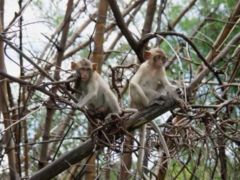 Monkeys sits on the tree Stock Photos