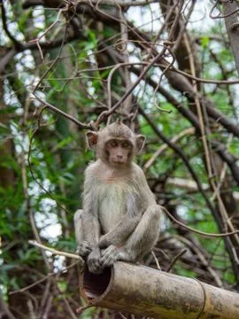 Monkeys sits on the tree Stock Photos