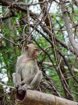 Monkeys sits on the tree Stock Photos