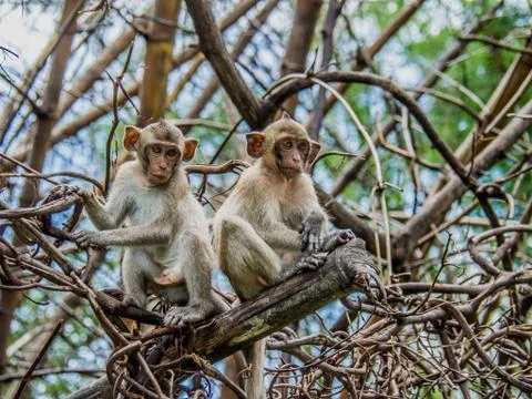 Monkeys sits on the tree Stock Photos