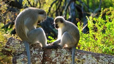  Monkeys Sitting and Interacting Stock Footage 323137900