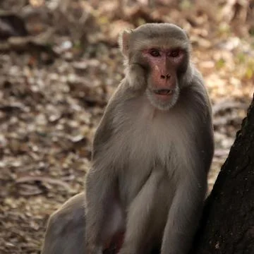 Monkeys sitting and watching Stock Photos