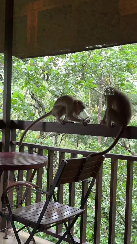 Monkeys sitting in the balcony railing and playing with the glass in a tree.. Stock Footage 338166513