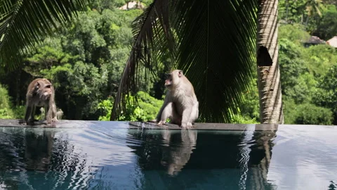 Monkeys sitting on edge of pool. Stock Footage 275501164