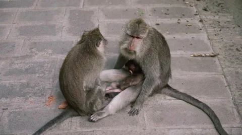 Monkeys sitting Stock Footage 56231396