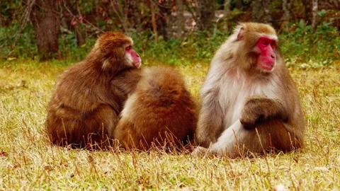 Monkeys Sitting Stock Footage 310863979