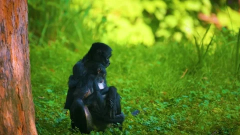 Monkeys Sitting Stock Footage 323137600