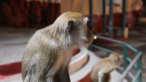 Monkeys sitting on rail rack focus from one to the other Stock Footage 104417695