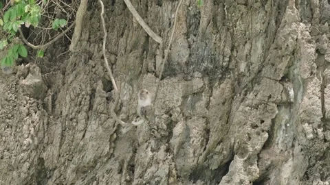 Monkeys sitting on a rock 스톡 동영상 316783625