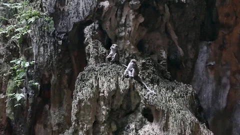 Monkeys sitting on rock wall Video stock 104417683