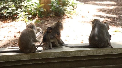 Monkeys sitting on stone wall with babies Stock Footage 104417693