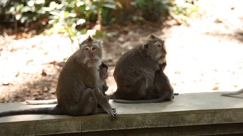 Monkeys sitting on stone wall with their babies Stock Footage 104417691