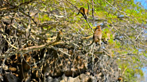 Monkeys sitting on a tree branch beg Video stock 37158578