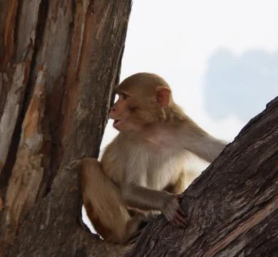 Monkeys sitting on a tree branch Stock Photos