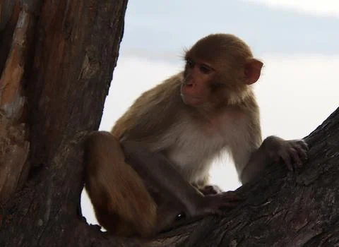 Monkeys sitting on a tree branch Stock Photos
