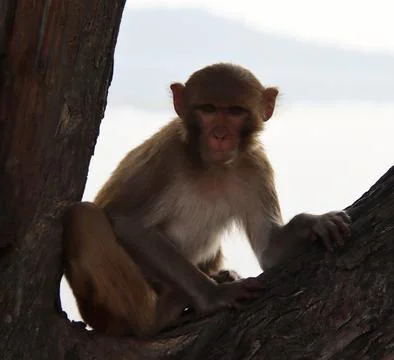 Monkeys sitting on a tree branch Stock Photos