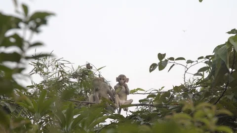 Monkeys sitting in a tree eating Video stock 127033282