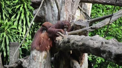 Monkeys sitting on the tree Stock Footage 64228893