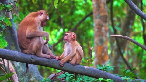 Monkeys Sitting on Tree Stock Footage 323140152