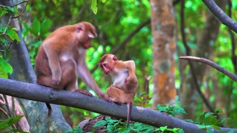 Monkeys Sitting on Tree Stock Footage 323140202