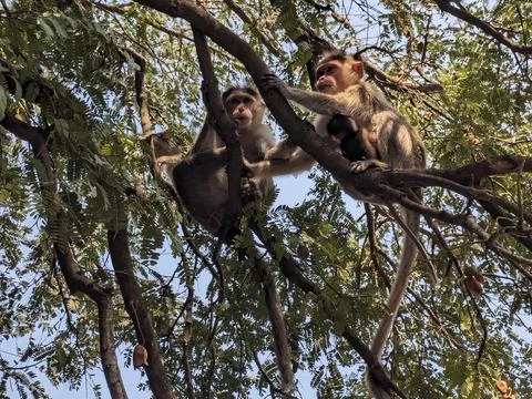 Monkeys sitting on the tree in the forest Stock Photos
