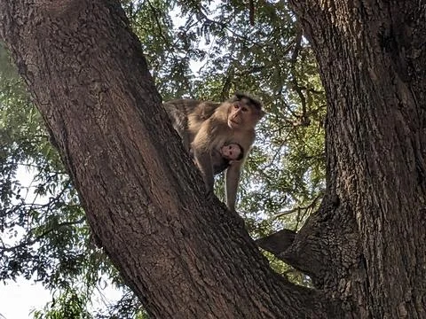 Monkeys sitting on the tree in the forest Stock Photos