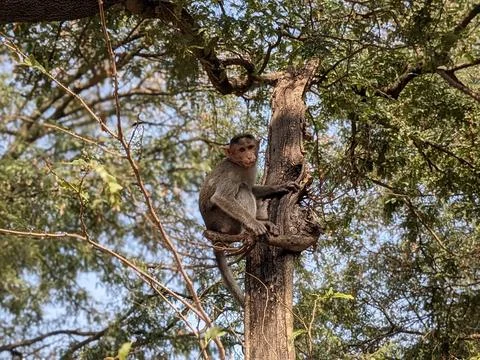 Monkeys sitting on the tree in the forest Stock Photos