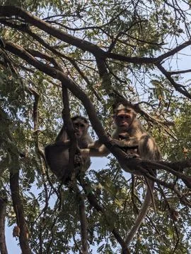 Monkeys sitting on the tree in the forest Stock Photos