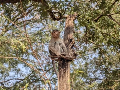 Monkeys sitting on the tree in the forest Stock Photos