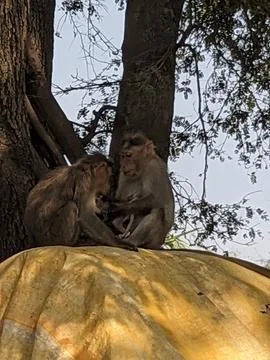 Monkeys sitting on the tree in the forest Stock Photos
