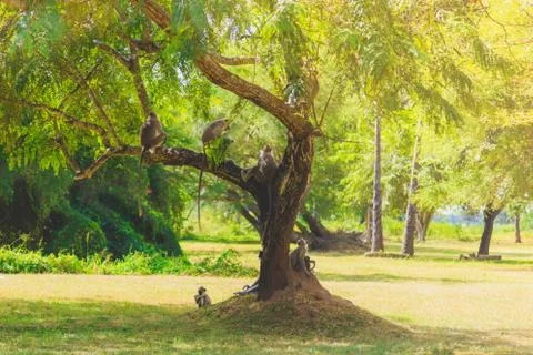 Monkeys sitting on a tree in the jungle Stock-Fotos