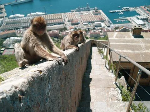 Monkeys sitting on the wall. Close up view. Monkeys living in freedom. Vacation Stock Photos