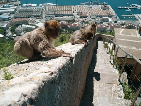 Monkeys sitting on the wall. Close up view. Monkeys living in freedom. Vacation Stock Photos