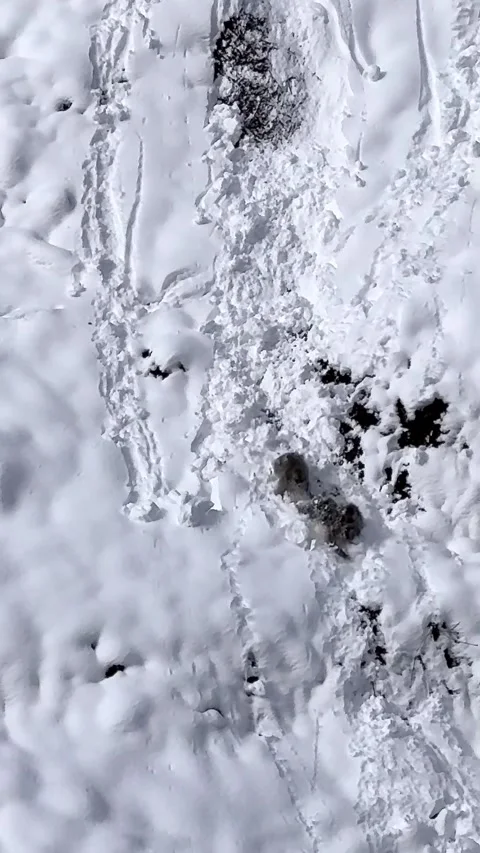 Monkeys slide down a snowy slope, snowy landscape with tracks and textures in Stock Footage 327624228