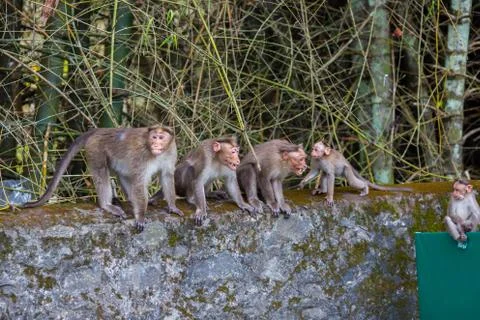 Monkeys smile Stock Photos